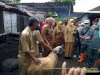Monitoring Vaksin Anthrax di Desa Karangturi bersama Bupati Klaten