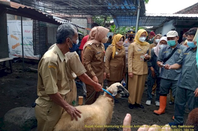 Monitoring Vaksin Anthrax di Desa Karangturi bersama Bupati Klaten