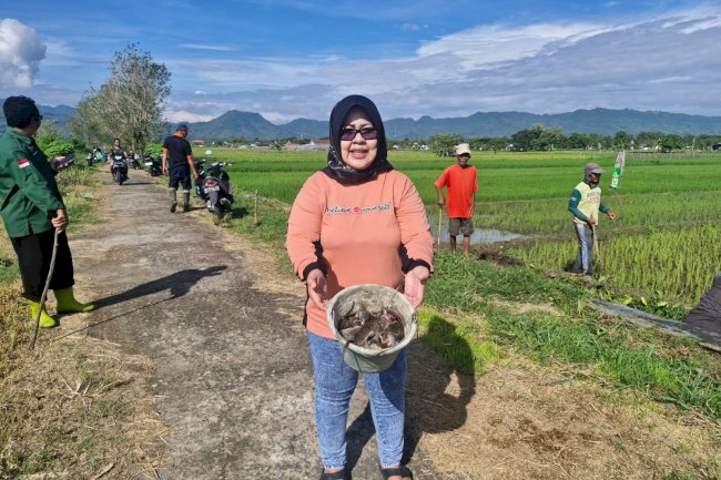 Camat Gantiwarno Pimpin Gerakan Penangkapan Tikus di Desa Mlese: Upaya Meningkatkan Kesejahteraan Petani