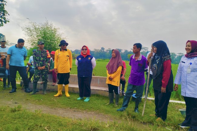 Gropyokan Tikus di Sawah Desa Muruh, Camat Gantiwarno Berhasil Menggerakkan Masyarakat