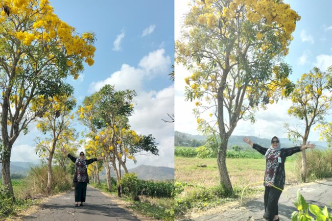 Gantiwarno Punya Surga Baru! Yuk Nikmati Keindahan Tabebuya di Desa Sawit!