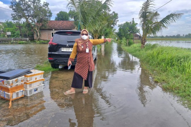Camat Gantiwarno Tinjau Banjir yang Rendam 24 Hektare Area Persawahan