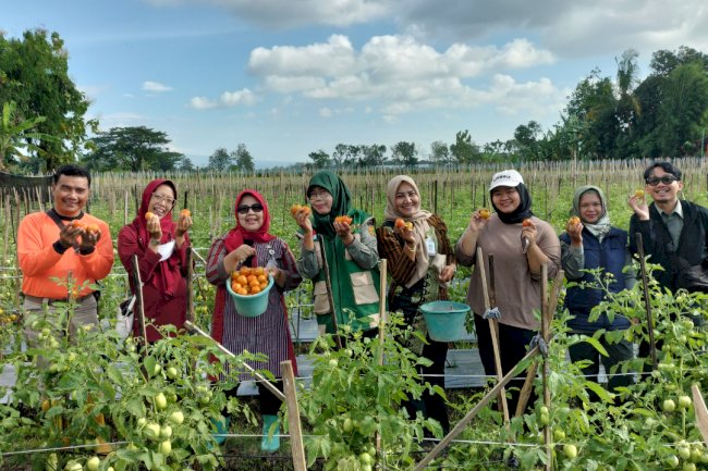Camat Gantiwarno Panen Tomat Bersama BUMDes Mutihan, Dorong Kemandirian Ekonomi Desa