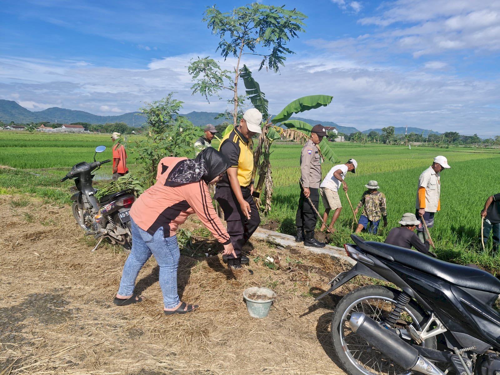 Camat Gantiwarno Pimpin Gerakan Penangkapan Tikus di Desa Mlese: Upaya Meningkatkan Kesejahteraan Petani