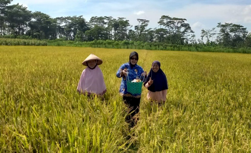 Tradisi Wiwitan, Camat Gantiwarno dan Perangkat Desa Muruh Guyub Bareng Petani