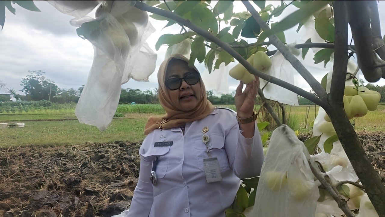 Cintaku Merah Jambu
