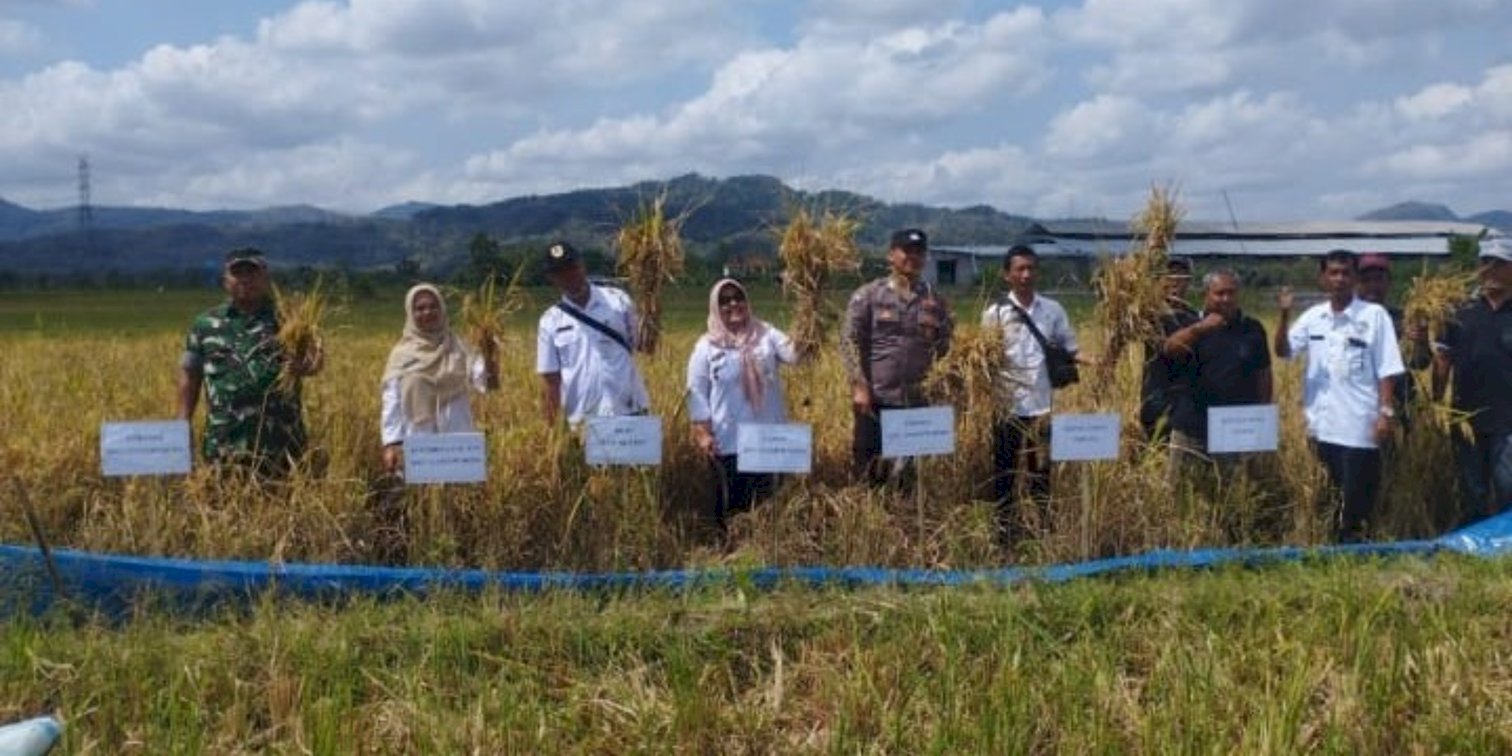 armer Field Day di Gantiwarno: Wujud Nyata Pendampingan Petani Menuju Pertanian Unggul