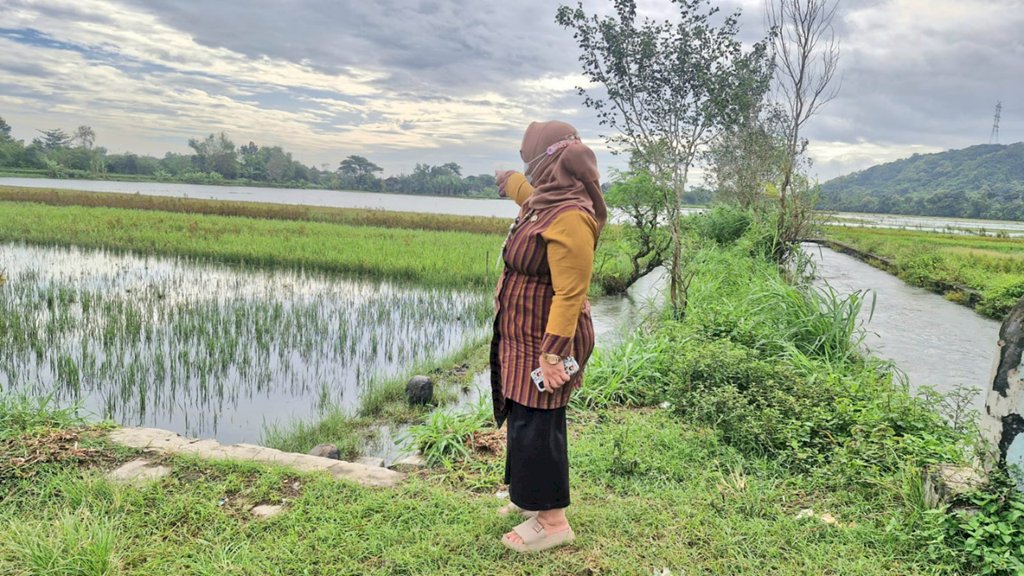 Camat Gantiwarno Tinjau Banjir yang Rendam 24 Hektare Area Persawahan