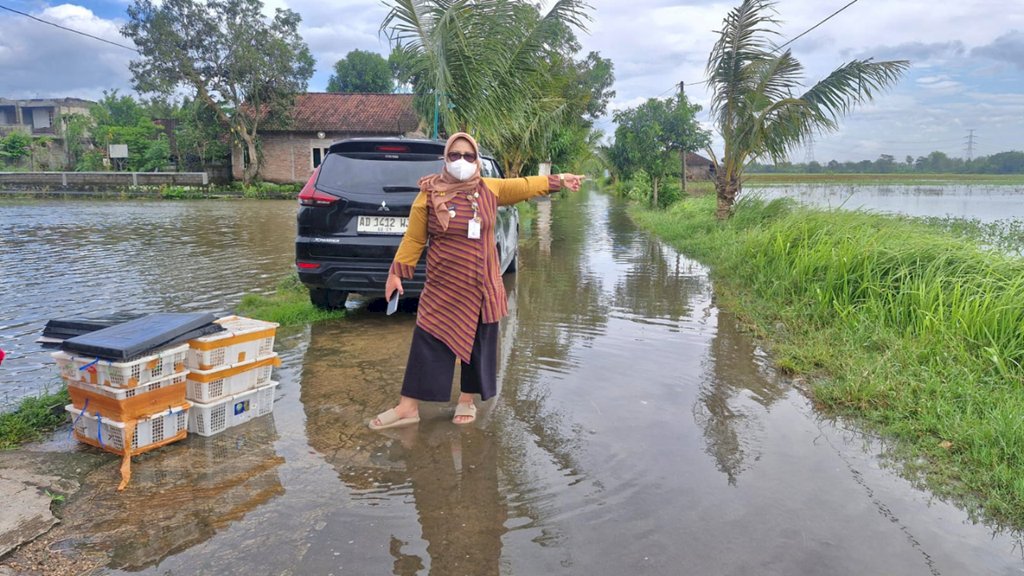 Camat Gantiwarno Tinjau Banjir yang Rendam 24 Hektare Area Persawahan