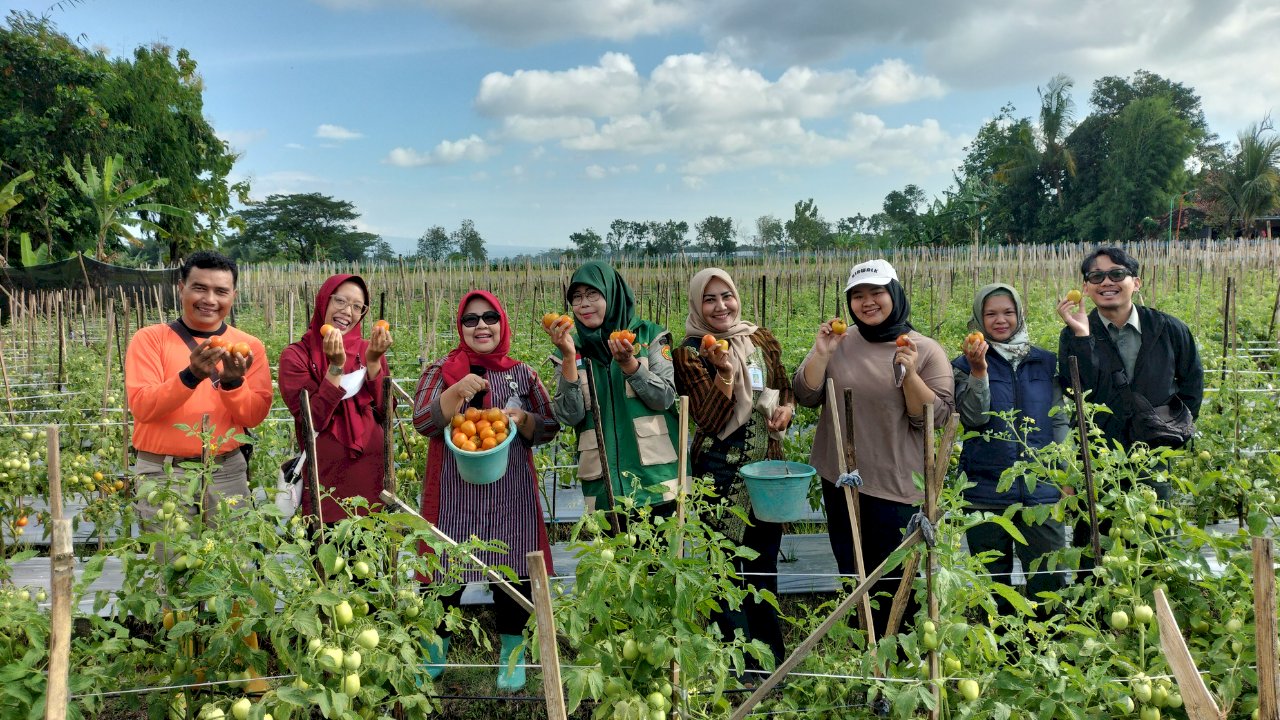 Camat Gantiwarno Panen Tomat Bersama BUMDes Mutihan, Dorong Kemandirian Ekonomi Desa