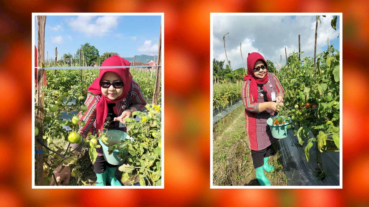 Camat Gantiwarno Panen Tomat Bersama BUMDes Mutihan, Dorong Kemandirian Ekonomi Desa