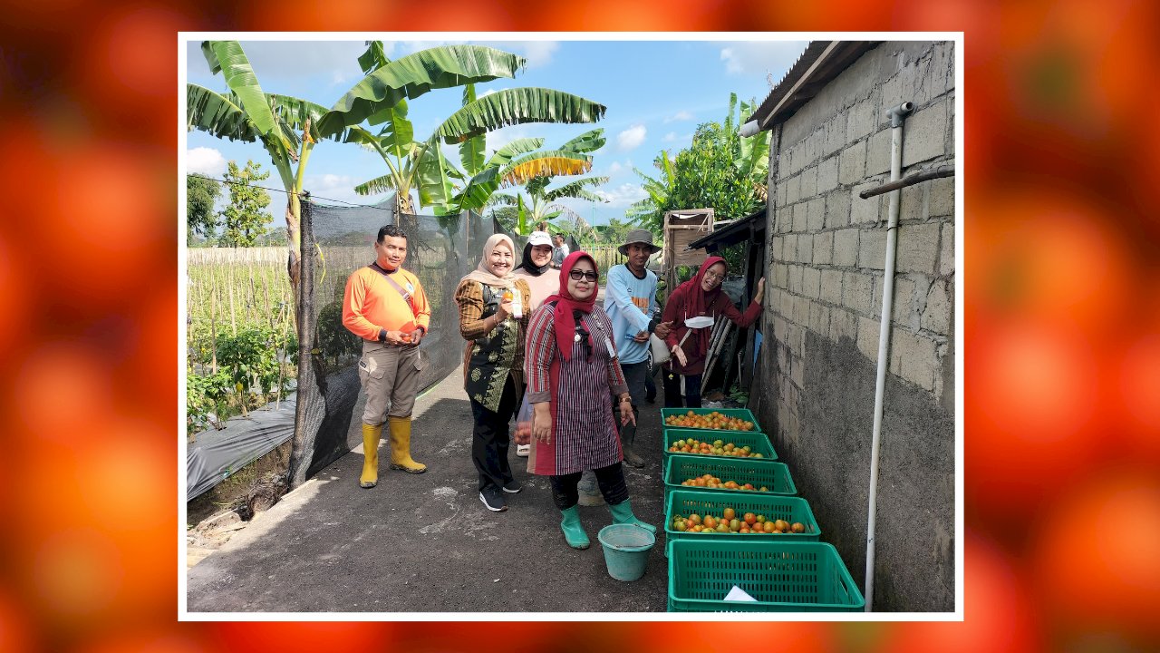 Camat Gantiwarno Panen Tomat Bersama BUMDes Mutihan, Dorong Kemandirian Ekonomi Desa